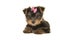 Cute yorkshire terrier, yorkie puppy lying down seen with a pink