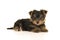 Cute yorkshire terrier, yorkie puppy lying down seen from the si