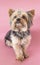 Cute yorkshire terrier, yorkie sitting  looking at the camera on a pink background