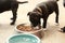 cute young 6 week old Staffordshire terrior pups playing in their family backyard, eating from their bowl, having fun with their