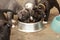 cute young 6 week old Staffordshire terrior pups playing in their family backyard, eating from their bowl, having fun with their