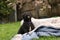 cute young 6 week old Staffordshire terrior pups playing in their family backyard, having fun with their siblings