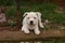 cute young 6 week old Staffordshire terrior pups playing in their family backyard, having fun with their siblings