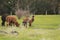 Cute young adorable soft fluffy baby Alpaca with its Mum and family on a family run Alpaca wool farm in regional Victoria,