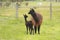 Cute young adorable soft fluffy black colored baby Alpaca with its Mum and family on a family run Alpaca wool farm in regional