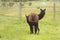 Cute young adorable soft fluffy black colored baby Alpaca with its Mum and family on a family run Alpaca wool farm in regional