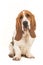 Cute young adult basset hound sitting and facing the camera seen from the side