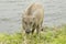 Cute young Asia buffalo beside the lake