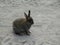 Cute young baby bunny rabbit looking on at the beach park