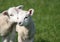 Cute Young Baby Lambs in Field