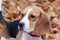 Cute young beagle close up.