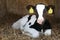 Cute young black and white calf lies in straw