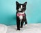 Cute Young Black and White Cat Wearing Red and White Striped Bow Tie Costume Portrait Standing Looking to Right