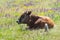 Cute young bull-calf resting while chained on summer meadow