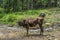 A cute young calf near the river. Baby cow.