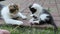 Cute young calico cat is catching dandelion stalk together with her younger brother