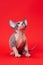 Cute young Canadian Sphynx Cat of color blue and white sitting on red background