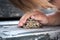 Cute young child girl playing with a frog toad