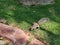 Cute young Chipmunk sitting in the forest