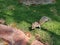 Cute young Chipmunk sitting in the forest