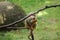 Cute young Common squirrel monkey eats a fruit and vitamin bomb in the form of a watermelon. Guianan squirrel monkey sits on a