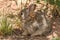 Cute Young Cottontail