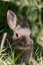 Cute Young Cottontail Rabbit Portrait