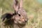 Cute Young Cottontail Rabbit Portrait