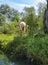 A cute young cow is observing a boat from the ground