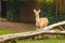 Cute Young Deer Posing For Photo while eating grass in the Zoo