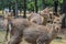 Cute young deers walking in the park. Sacred animals of the world.