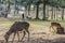 Cute young deers walking in the park. Sacred animals of the world.