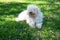 Cute young dog Komondor