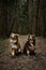 Cute young dogs are traveling. Two Australian Shepherds adult and puppy red tricolor are sitting on forest trail and posing.