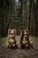 Cute young dogs are traveling. Two Australian Shepherds adult and puppy red tricolor are sitting on forest trail and posing.