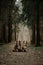 Cute young dogs are traveling. Two Australian Shepherds adult and puppy red tricolor are sitting on forest trail and posing.