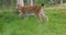 Cute young european lynx walking in the forest a summer evening