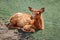 Cute young fallow deer calf fawn lying on grass ground at summer day outdoors. Herd animal dama dama resting on hot day. Wildlife