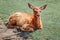 Cute young fallow deer calf fawn lying on grass ground at summer day outdoors. Herd animal dama dama resting on hot day. Wildlife