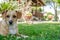 Cute Young Female Dog Relaxing on the Grass in the Yard in front of the House. Kokoni Greek Breed Posing in the Countryside.