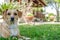 Cute Young Female Dog Relaxing on the Grass in the Yard in front of the House. Kokoni Greek Breed Posing in the Countryside