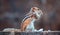 Cute young female squirrel holding rice in both hands, facing side to the camera and showing its three black stripes on the back,