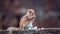 Cute young female squirrel holding white rice in both hands, eating a meal while on full alert of the surrounding, standing in a