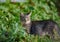 Cute young feral cat in greenery