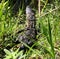 A cute young Florida Alligator is sunning to absorb heat from the Florida sun.