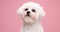 Cute young fluffy bichon puppy posing in studio