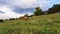 Cute young foal, brown skin, and his mother running on the green grass field near the forest in a sunny summer day.