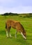 Cute young foal grazing on grass
