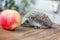 Cute young funny hedgehog, Atelerix albiventris, stands near an apple. Charming spiny european hedgehog erinaceus albiventris on