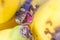 Cute young gecko on banana fruit